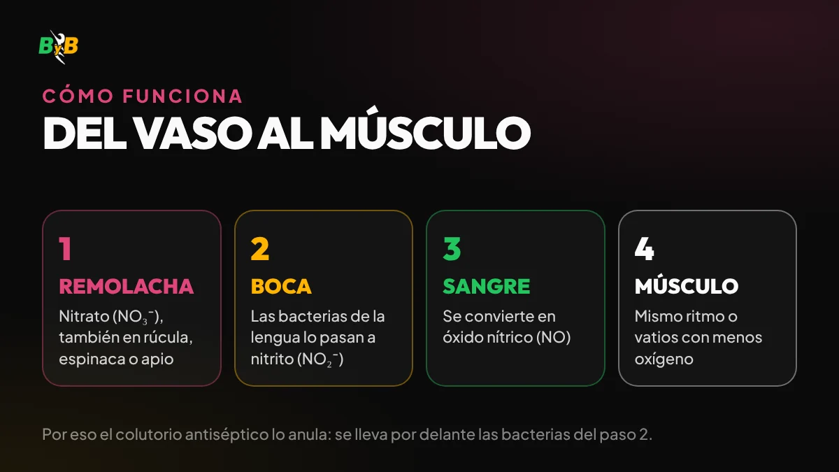 Esquema: el nitrato de la remolacha pasa a nitrito en la boca y a óxido nítrico en la sangre y el músculo
